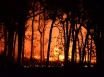 Health system in Australia unprepared for bushfire